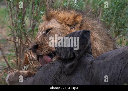Zwei männliche Löwen (Panthera leo) ernähren sich von einem afrikanischen Elefanten (Loxodonta africana), Savuti, Chobe Nationalpark, Botswana, Afrika Stockfoto