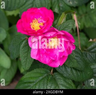 Rosa Gallica Officinalis Stockfoto