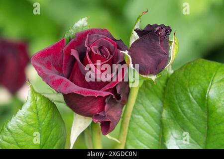 Rosa „Black Baccara“ Stockfoto