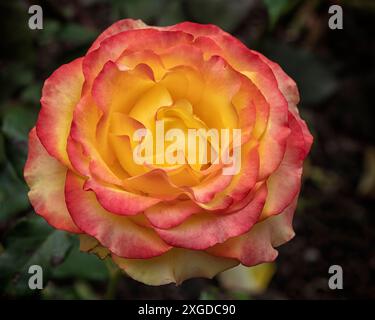 Rose „Tequila Sunrise“ Hybridtee Stockfoto