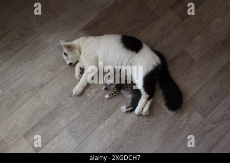 Eine weiß-schwarze Katze und ein graues Kätzchen liegen auf dem Boden. Stockfoto