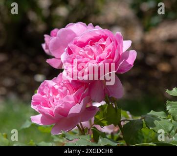 Rosa Maid Marion Stockfoto