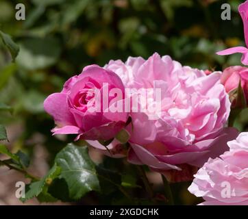 Rosa Maid Marion Stockfoto