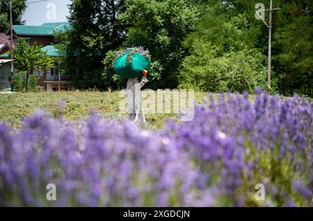 Eine Frau trägt eine Tüte mit geernteten Lavendelblüten auf dem Kopf auf einem Lavender-Feld in Pulwama. Lavendelfelder in Kaschmir, die von den kühlen Wintern und warmen Sommern der Region gepflegt werden, sind ein Beispiel für den Erfolg der „Aroma Mission“. Diese lebhaften Felder fördern die lokale Wirtschaft mit nachgefragten Lavendelprodukten, schaffen Arbeitsplätze und erhöhen die Einkommen. Sie schonen den Boden und fördern die biologische Vielfalt. Ätherische Lavendelöle bieten gesundheitliche Vorteile in Aromatherapie und Kosmetik und machen es zu einer wertvollen und wohltuenden Pflanze für das malerische Tal. (Foto: Idrees Abbas/SOPA Images/SIPA USA Stockfoto