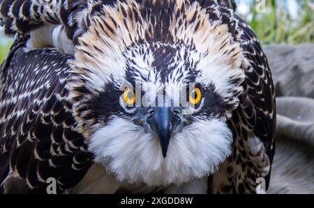 08. Juli 2024, Mecklenburg-Vorpommern, Wittendörp: Ein etwa sechs Wochen alter Fischadler (Pandion haliaetus) steht auf einer Plane am Boden, bevor er beringt wird. Vogelexperten läuten derzeit die vor einigen Wochen geschlüpften Jungvögel mit Unterstützung des Energieversorgers WEMAG. In Mecklenburg-Vorpommern gibt es 270 Zuchtpaare von Fischadeln, die jedes Jahr rund 400 Jungtiere aufziehen. Foto: Jens Büttner/dpa Stockfoto