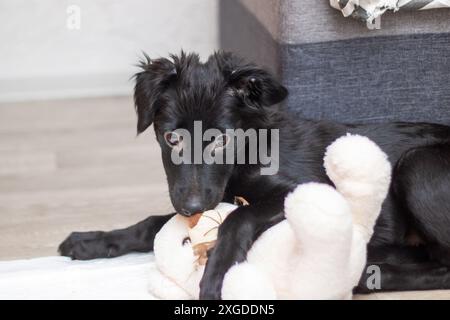 Ein schwarzer Hund, vielleicht ein Border Collie, genießt spielerische Momente mit einem weißen Teddybären. Der Hund weist typische Merkmale der Rasse auf, wie Inte Stockfoto