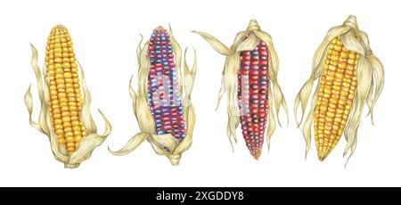 Indisches und süßes gelbes Maisset. Aquarellillustration von goldenen und Regenbogenkolben. Clipart des Erbstücks Ziermaispflanze für Herbstdekor, Erntefest, Thanksgiving-Karten, Einladungen Stockfoto