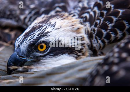 08. Juli 2024, Mecklenburg-Vorpommern, Wittendörp: Ein sechswöchiger Fischadler (Pandion haliaetus) liegt auf einer Plane am Boden, bevor er beringt wird. Vogelexperten läuten derzeit die vor einigen Wochen geschlüpften Jungvögel mit Unterstützung des Energieversorgers WEMAG. In Mecklenburg-Vorpommern gibt es 270 Zuchtpaare von Fischadeln, die jedes Jahr rund 400 Jungtiere aufziehen. Foto: Jens Büttner/dpa Stockfoto