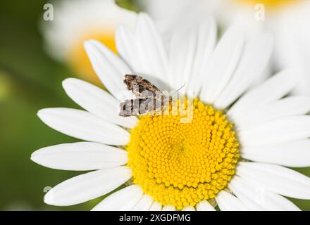 Gewöhnlicher Brennnesselhahn (Anthophila fabriciana) an einem Ochsenaugen Gänseblümchen Stockfoto