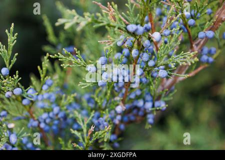 Helle Nadeln mit weißlich blauen Beeren Kosakenwacholder. Unreife Beulen von Juniperus sabina. Savin for schmückt jeden Garten. Interessante Natur Stockfoto