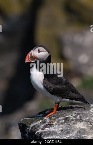 Atlantischer Puffin (Fratercula arctica) an der felsigen Küste von Ostschottland Stockfoto