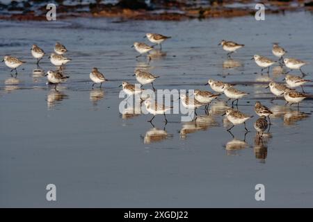 Sanderling großer Schwarm auf dem nassen Sand, der Reflexion sieht Stockfoto