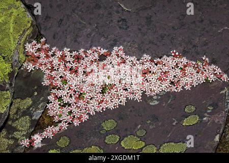 Sedum anglicum (englisch stonecrop) kommt in Westeuropa vor. Sie findet sich auf trockenen Felsen, Mauern und Sanddünen. Hier wächst er unter Schieferboden. Stockfoto