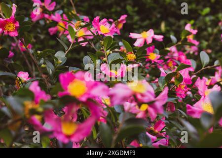 Teebaum oder immergrüner Sträucher Camellia sasanqua mit hellrosa Knospen, Blütenstempeln und Staubblättern aus der Nähe. Blühende Blütenknospen Makroaufnahme. Tapete mit Blumenmuster. Stockfoto