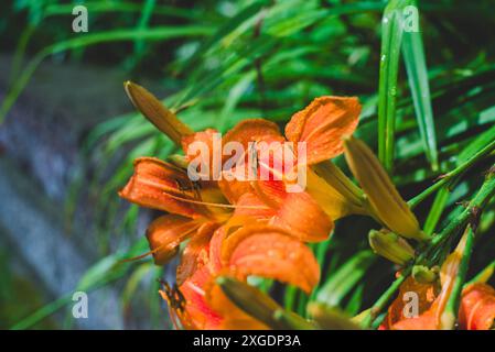 Orangefarbene und gelbe Taglilien oder Tigerlilien vor einem Hintergrund aus dunkelgrünem Gras, Blättern. Stockfoto