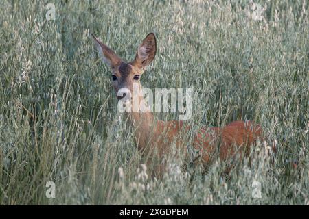 Neugierige weibliche Rehe auf dem Feld (Capreolus capreolus) Stockfoto
