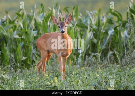 Neugieriger junger Rehhirsch in der Nähe eines Maisfeldes in einem Ackerland (Capreolus capreolus) Stockfoto