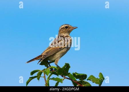 Weibliche Wingchatten in natürlichem Lebensraum (Saxicola rubetra) Stockfoto