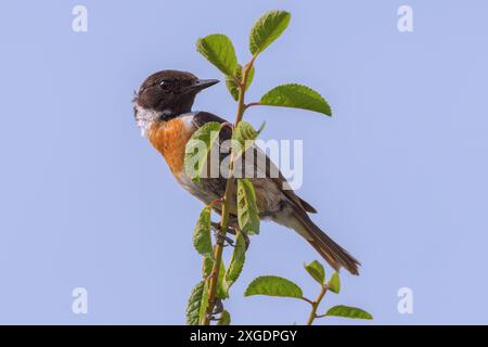 Juveniler männlicher gemeiner Steinechat an einem Zweig (Saxicola torquatus); Vogel in natürlichem Lebensraum Stockfoto