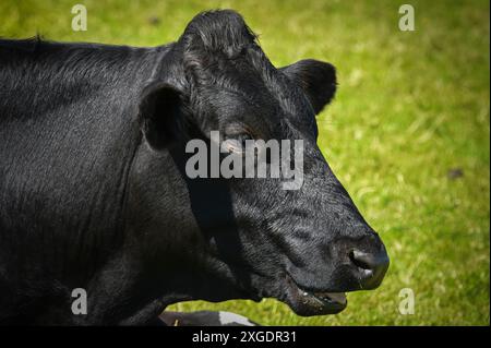 SCHWARZE KUH AUF DER WIESE, DIE DEN CUD KAUT Stockfoto