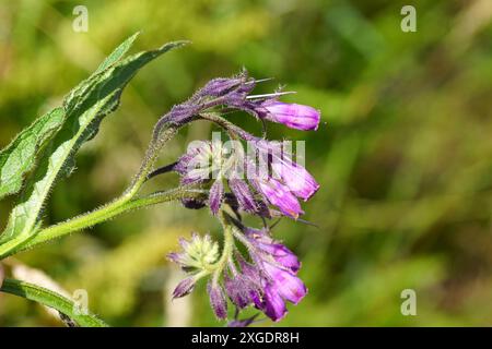 Schließen Sie rosafarbene bis violette Blüten von gemeinem Beinwell, Symphytum officinale. Familie Boraginaceae. Juli, Sommer, Niederlande Stockfoto