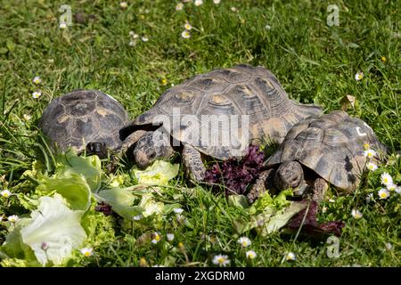 Drei Schildkröten essen Salat auf einem Rasen mit weißen Blumen Stockfoto