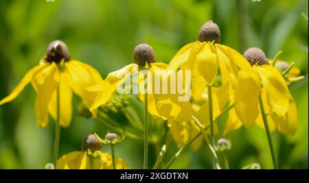 Grauköpfige Konefloren (Ratibida pinnata) Stockfoto