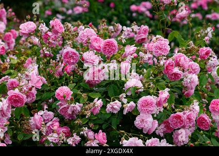 Nahaufnahme der rosafarbenen Blüten der wiederholt blühenden englischen Gartenstrauchrose David Austin rosa harlow carr. Stockfoto