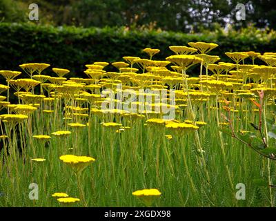 Nahaufnahme der goldgelben Blätter der sommerblühenden krautigen Staudengartenpflanze achillea Krönungsgold. Stockfoto