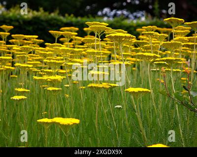 Nahaufnahme der goldgelben Blätter der sommerblühenden krautigen Staudengartenpflanze achillea Krönungsgold. Stockfoto