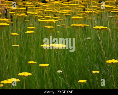 Nahaufnahme der goldgelben Blätter der sommerblühenden krautigen Staudengartenpflanze achillea Krönungsgold. Stockfoto