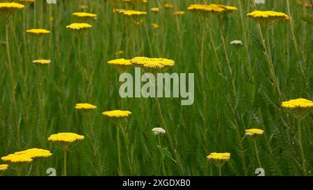 Nahaufnahme der goldgelben Blätter der sommerblühenden krautigen Staudengartenpflanze achillea Krönungsgold. Stockfoto