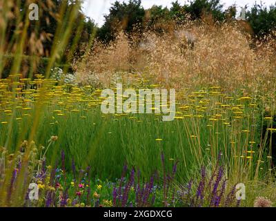 Nahaufnahme der goldgelben Blätter der sommerblühenden krautigen Staudengartenpflanze achillea Krönungsgold. Stockfoto