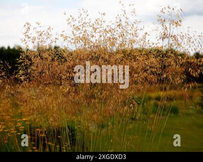 Nahaufnahme der goldenen Hafer-ähnlichen Blumenköpfe des Ziergartengrases stipa gigantea. Stockfoto