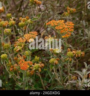 Nahaufnahme der orange gelben Blütenköpfe der krautigen Staudengartenpflanze achillea terracotta. Stockfoto