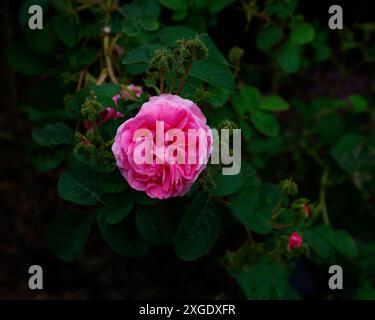 Großaufnahme der rosa Doppelblume der klassischen Heritage Rose rosa centifolia cristata. Stockfoto