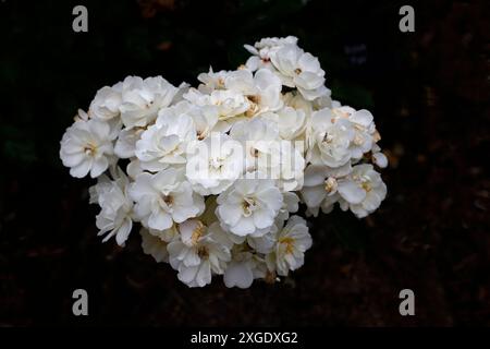 Nahaufnahme der weißen Blumenhülle mit gelben Stamen der wiederholten Sommerblühgartenhybride Moschusrose rosa pax. Stockfoto