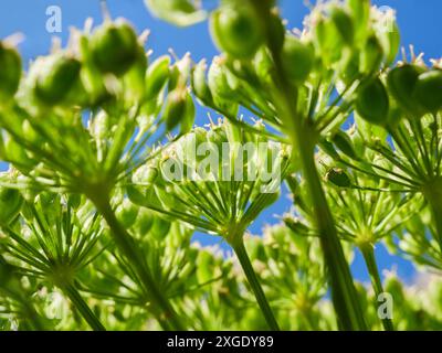 Nahaufnahme von grünen Hogweed-Samenköpfen vor blauem Himmel. Stockfoto