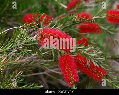 Nahaufnahme der roten Blume der australischen einheimischen Gartenpflanze callistemon subulatus. Stockfoto