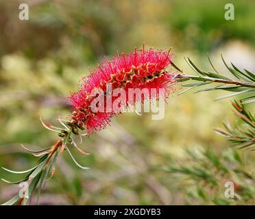 Nahaufnahme der roten Blume der australischen einheimischen Gartenpflanze callistemon subulatus. Stockfoto