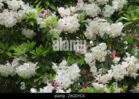 Nahaufnahme der weiß-rosa Blüten einer immergrünen Gartenpflanze einer Rhododendron-Loderi-Gruppe. Stockfoto