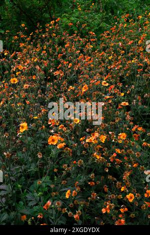 Nahaufnahme der orangen Blüten des sommerblühenden krautigen Staudengeums total Mandarine. Stockfoto