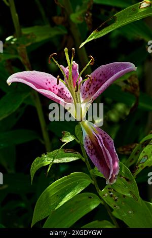 Eine einzelne Lilienblüte, oft duftend und in einer Vielzahl von Farben erhältlich, darunter weiß, Gelb, Orangen, Rosa, Rot und Violett. Stockfoto