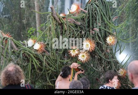 Leipzig, Deutschland. Juli 2024. Besucher des Botanischen Gartens der Universität Leipzig stehen vor Blumen der „Königin der Nacht“. Die karibische Pflanze blüht nur für eine Nacht, was ihr ihren Namen gab. Die Anlage ist bis spät in den Abend für das Spektakel geöffnet und bietet Führungen an. Quelle: Sebastian Willnow/dpa/Alamy Live News Stockfoto