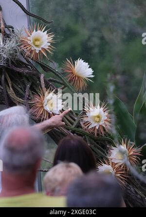 Leipzig, Deutschland. Juli 2024. Besucher des Botanischen Gartens der Universität Leipzig stehen vor Blumen der „Königin der Nacht“. Die karibische Pflanze blüht nur für eine Nacht, was ihr ihren Namen gab. Die Anlage ist bis spät in den Abend für das Spektakel geöffnet und bietet Führungen an. Quelle: Sebastian Willnow/dpa/Alamy Live News Stockfoto