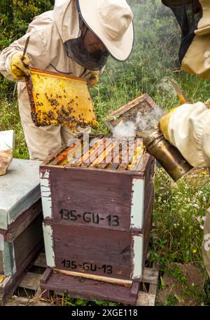 Zwei Leute arbeiten an einem Bienenstock in Imkerei-Anzügen, einer hält einen Rahmen voller Honig und der andere bläst Rauch auf den Bienenstock Stockfoto