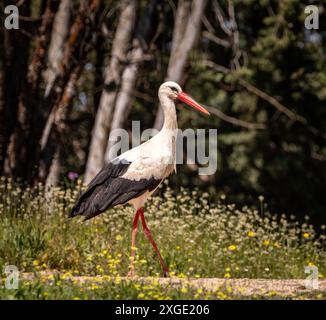 Ein Weißstorch am Boden auf der Suche nach Nistmaterial in Madrid, Spanien, durch ein Feld mit gelben Blumen Stockfoto