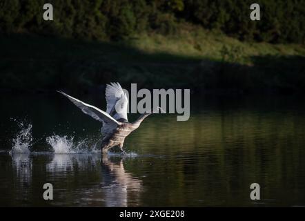 Junge Schwäne üben das Fliegen über einem Gewässer in Edinburgh, Schottland. Das Wasser ist ruhig und reflektiert das Sonnenlicht auf den Vogel Stockfoto