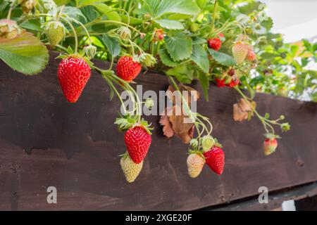 Ein Haufen roter Erdbeeren hängt an einem hölzernen Pflanzgefäß. Die Erdbeeren sind reif und bereit für die Ernte Stockfoto