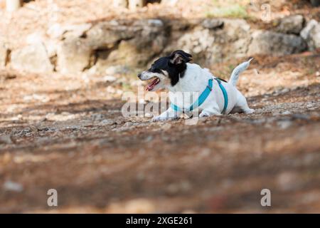 Weibliche Bodeguero-Bussard-Hündin, die nach dem täglichen Spaziergang auf dem Weg liegt, Alcoy, Spanien Stockfoto